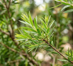 Hojas de árbol de té
