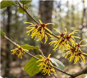 Flores y hojas de hamamelis